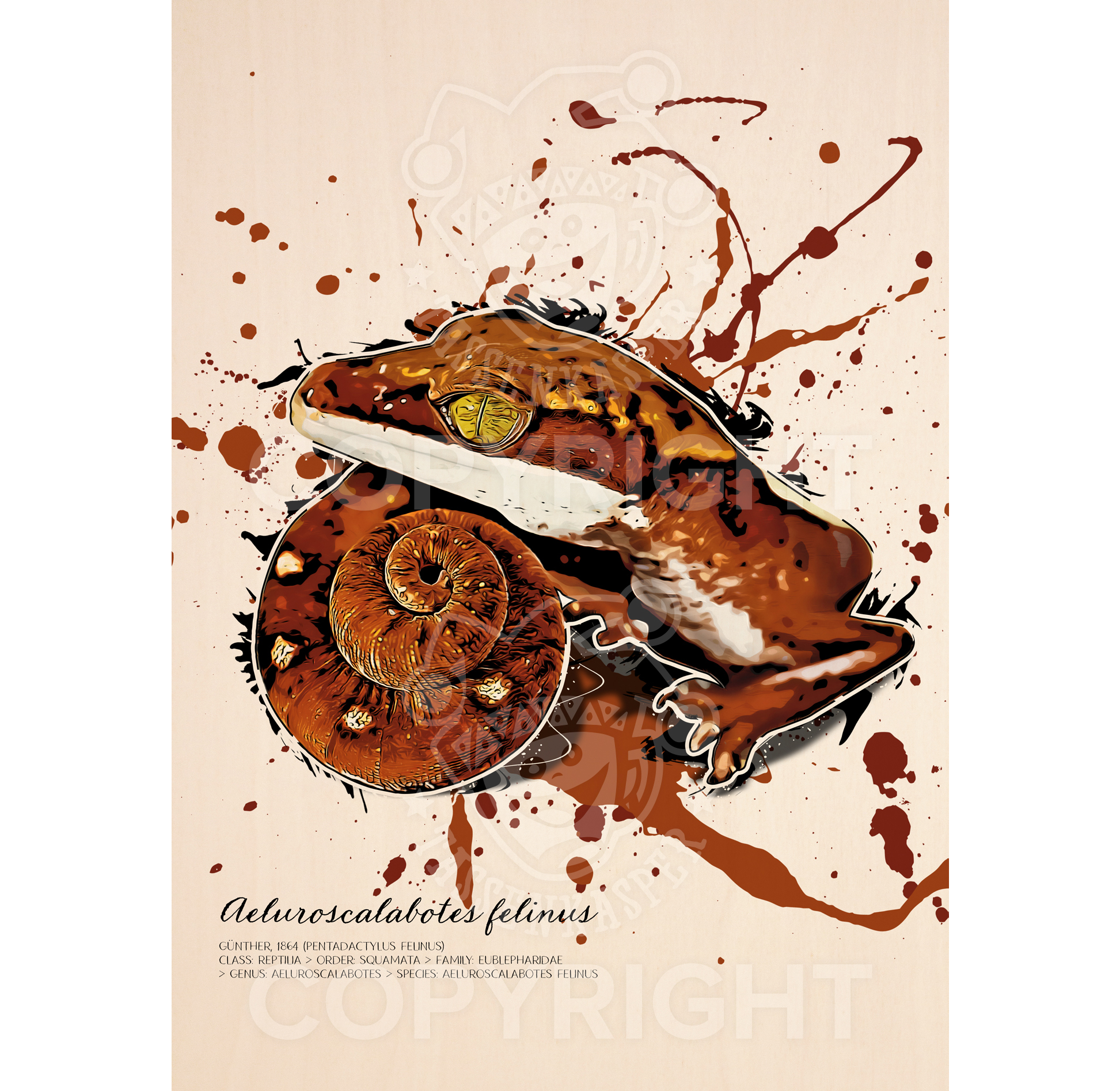 limitiertes Wandbild Fuchsgesichtgecko / Aeluroscalabotes felinus