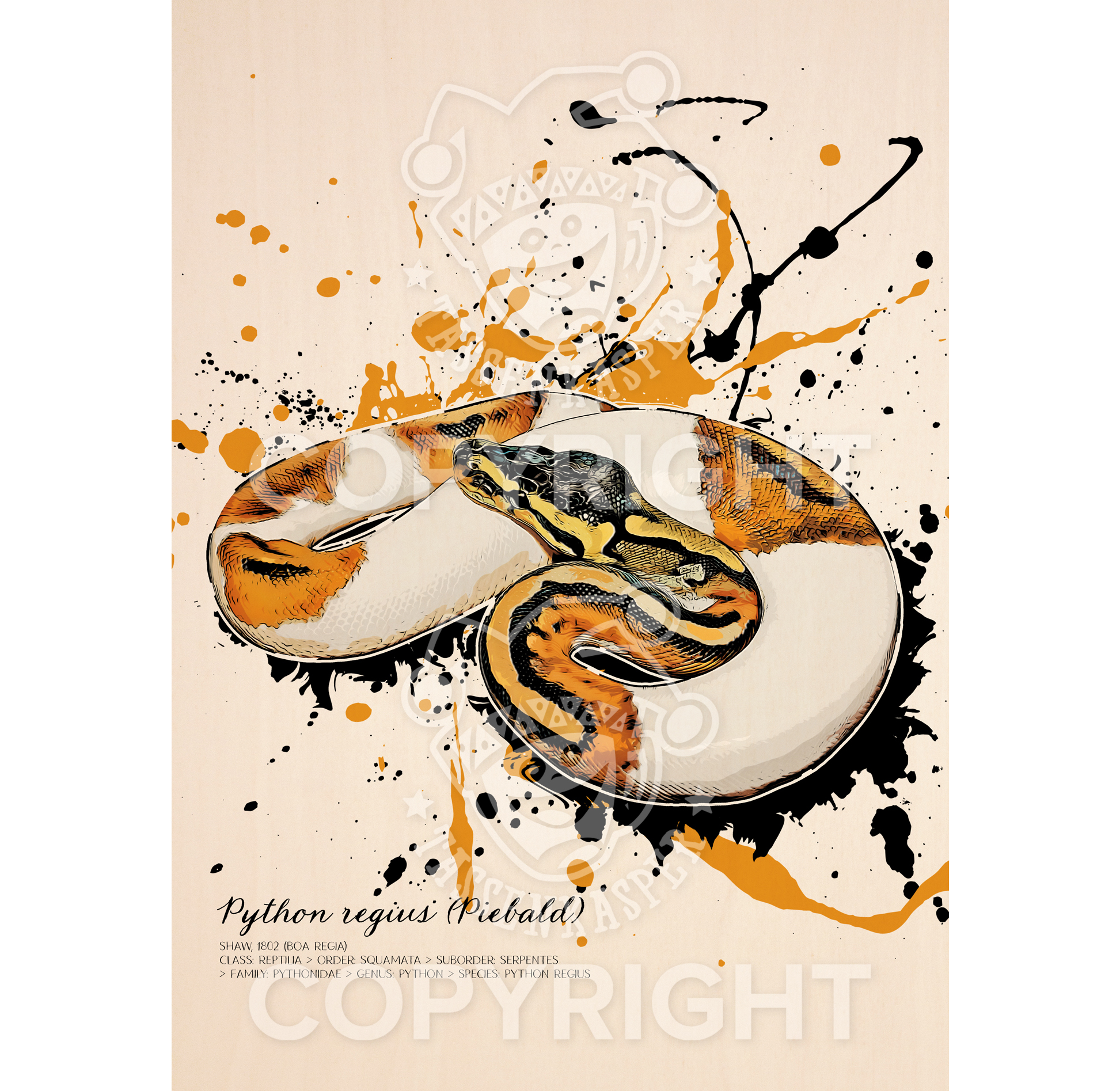 limitiertes Wandbild Python regius Piebald (auf Holz gedruckt)