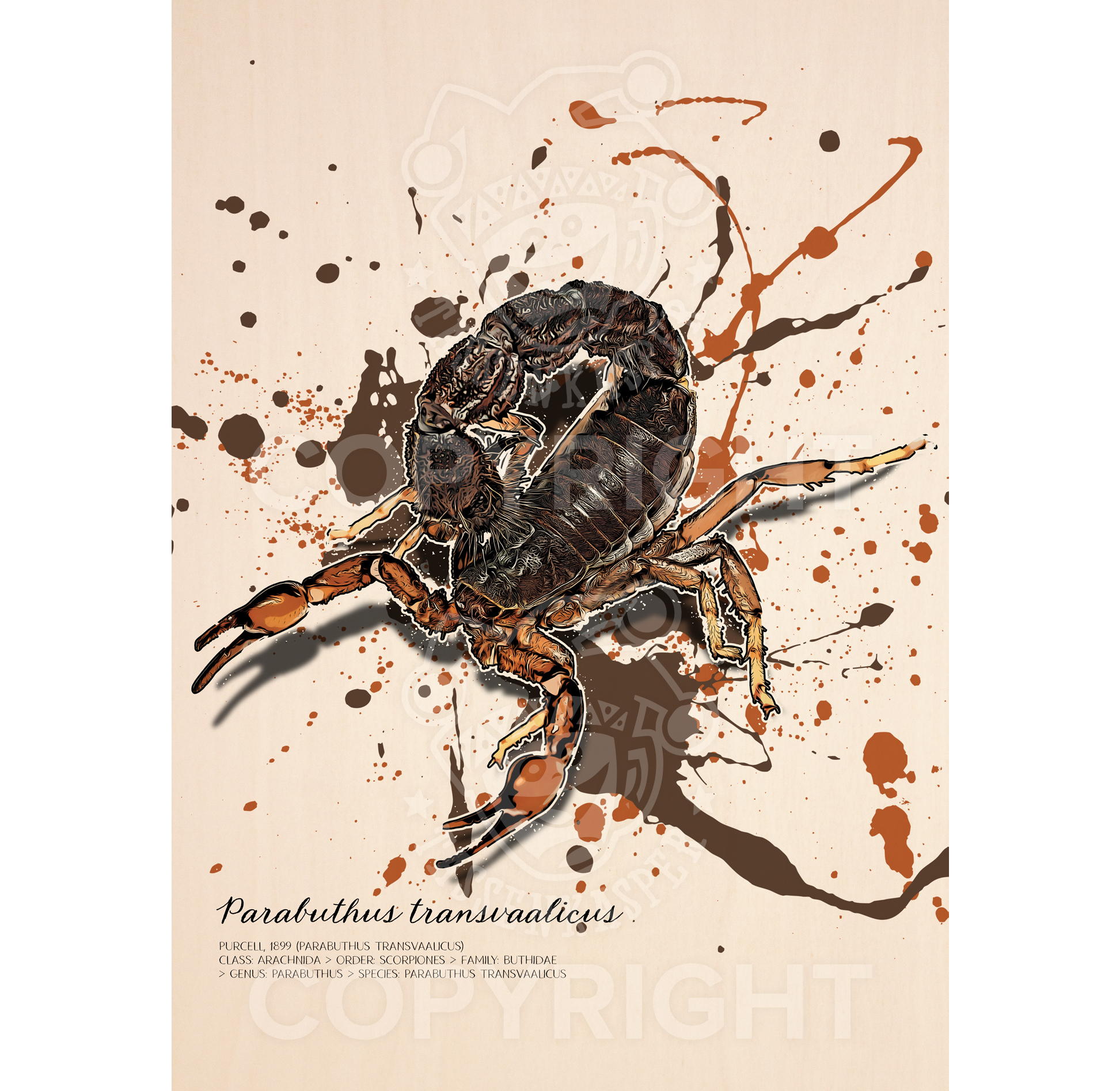 limitiertes Wandbild Parabuthus transvaalicus / Südafrikanischer Dickschwanzskorpion