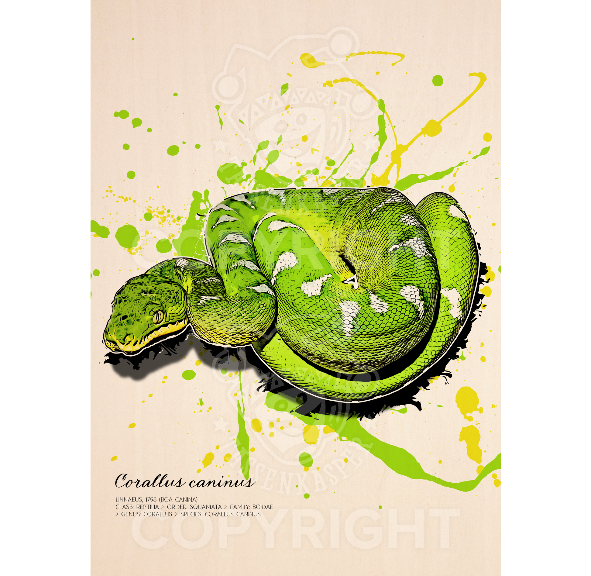 limitiertes Wandbild Hundskopfschlinger / Corallus caninus (auf Holz gedruckt)