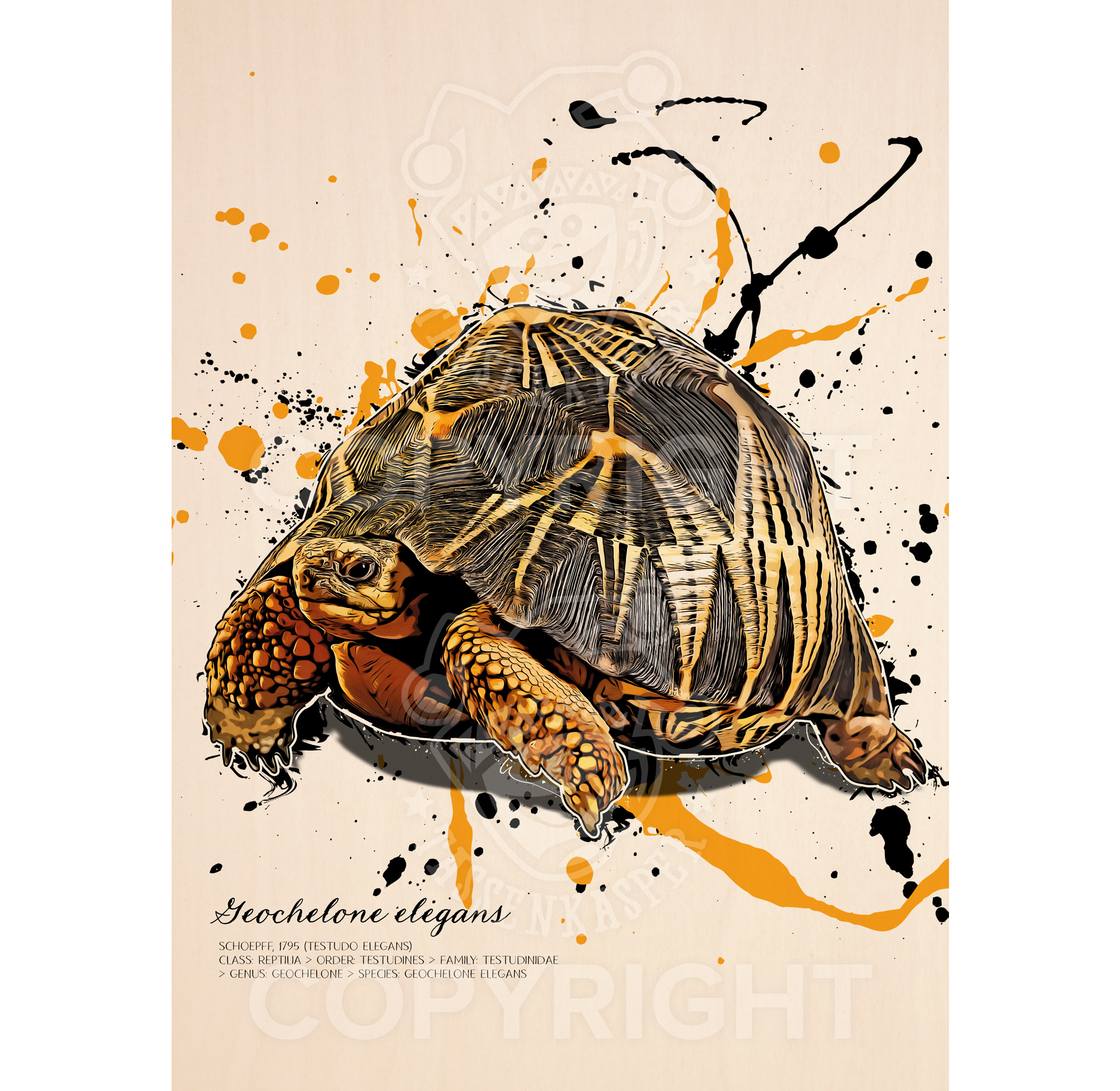 limitiertes Wandbild Indische Sternschildkröte / Geochelone elegans